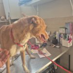 Podenco Kiwi, 03/2023, ca. 45 cm