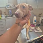 Podenco Kiwi, 03/2023, ca. 45 cm