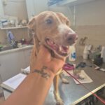 Podenco Kiwi, 03/2023, ca. 45 cm