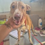 Podenco Kiwi, 03/2023, ca. 45 cm