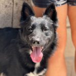 Border Collie Kuko, 05/2024, ca. 55 cm