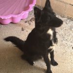 Border Collie Kuko, 05/2024, ca. 55 cm