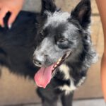 Border Collie Kuko, 05/2024, ca. 55 cm