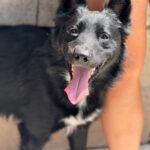 Border Collie Kuko, 05/2024, ca. 55 cm