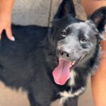 Border Collie Kuko, 05/2024, ca. 55 cm