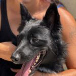Border Collie Kuko, 05/2024, ca. 55 cm