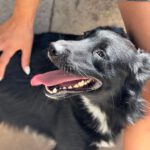 Border Collie Kuko, 05/2024, ca. 55 cm