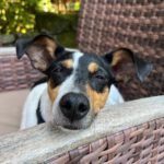 Bodeguero Mischling Kyra, 10/2019, ca. 35- 40 cm, 91586 Lichtenau