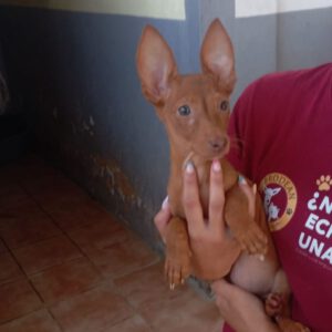Podenco Maneto Pinscher Mischling Laura, 04/2025, Endgröße ca. 30 cm