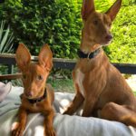 Podenco Maneto Laura, 04/2025, Endgröße ca. 30 cm, 61267 Neu-Anspach