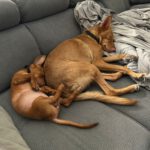 Podenco Maneto Laura, 04/2025, Endgröße ca. 30 cm, 61267 Neu-Anspach