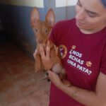 Podenco Maneto Pinscher Mischling Laura, 04/2025, Endgröße ca. 30 cm