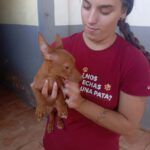 Podenco Maneto Pinscher Mischling Laura, 04/2025, Endgröße ca. 30 cm