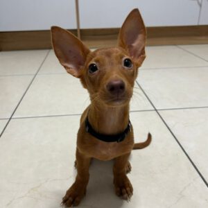 Podenco Maneto Laura, 04/2025, Endgröße ca. 30 cm, 61267 Neu-Anspach