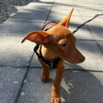 Podenco Maneto Laura, 04/2025, Endgröße ca. 30 cm, 61267 Neu-Anspach
