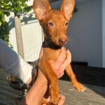 Podenco Maneto Laura, 04/2025, Endgröße ca. 30 cm, 61267 Neu-Anspach