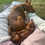 Podenco Maneto Laura, 04/2025, Endgröße ca. 30 cm, 61267 Neu-Anspach