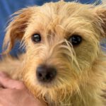 Norfolk Terrier Lauren, 02/2024, ca. 40 cm