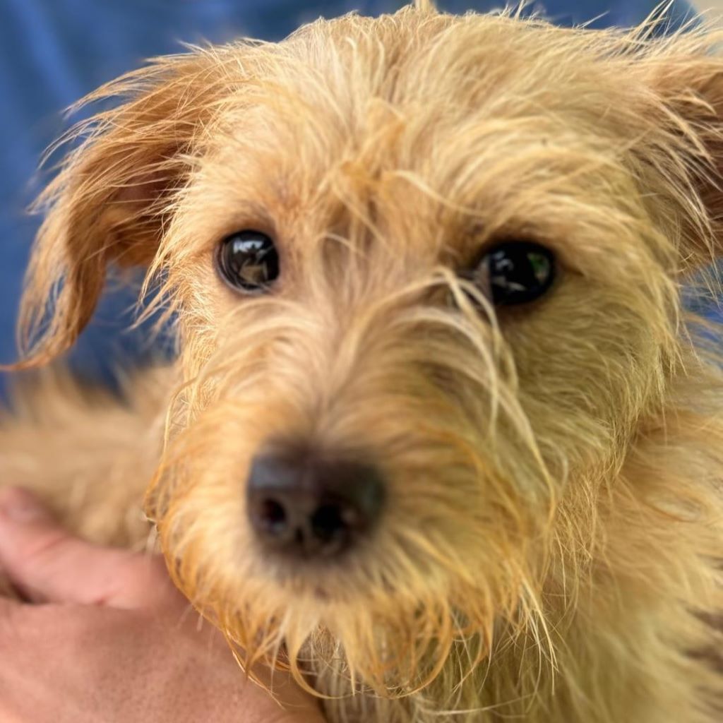 Norfolk Terrier Lauren, 02/2024, ca. 40 cm