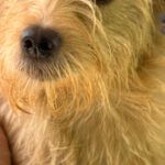 Norfolk Terrier Lauren, 02/2024, ca. 40 cm