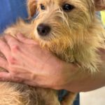 Norfolk Terrier Lauren, 02/2024, ca. 40 cm