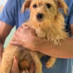 Norfolk Terrier Lauren, 02/2024, ca. 40 cm