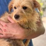 Norfolk Terrier Lauren, 02/2024, ca. 40 cm