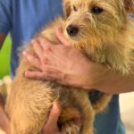 Norfolk Terrier Lauren, 02/2024, ca. 40 cm