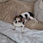 Chihuahua Lena, 05/2020, ca. 25 cm, 12249 Berlin