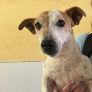 Jack Russel Terrier Leo, 01/2021, ca. 30 cm