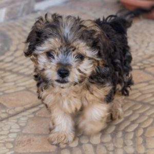Yorkshire Terrier Mischling Leo, 06/2025, Endgröße ca. 30 cm