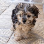 Yorkshire Terrier Mischling Leo, 06/2025, Endgröße ca. 30 cm