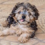 Yorkshire Terrier Mischling Leo, 06/2025, Endgröße ca. 30 cm