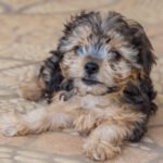 Yorkshire Terrier Mischling Leo, 06/2025, Endgröße ca. 30 cm
