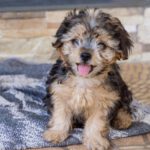 Yorkshire Terrier Mischling Leo, 06/2025, Endgröße ca. 30 cm