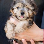 Yorkshire Terrier Mischling Leo, 06/2025, Endgröße ca. 30 cm