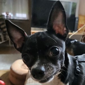 Chihuahua Lili, 07/2023, ca. 23 cm, 73614 Schorndorf
