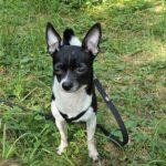 Chihuahua Lili, 07/2023, ca. 23 cm, 73614 Schorndorf