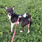 Chihuahua Lili, 07/2023, ca. 23 cm, 73614 Schorndorf