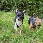 Chihuahua Lili, 07/2023, ca. 23 cm, 73614 Schorndorf