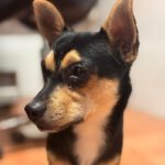 Pinscher Mischling Lobito, 11/2024, Endgröße ca. 35 cm