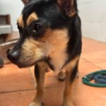Pinscher Mischling Lobito, 11/2024, Endgröße ca. 35 cm