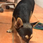 Pinscher Mischling Lobito, 11/2024, Endgröße ca. 35 cm