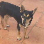 Pinscher Mischling Lobito, 11/2024, Endgröße ca. 35 cm