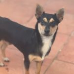 Pinscher Mischling Lobito, 11/2024, Endgröße ca. 35 cm
