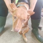 Podenco Lola, 08/2018, ca. 40 cm