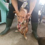 Podenco Lola, 08/2018, ca. 40 cm