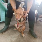 Podenco Lola, 08/2018, ca. 40 cm