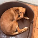 Podenco Lola, 08/2018, ca. 40 cm