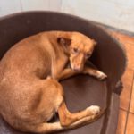 Podenco Lola, 08/2018, ca. 40 cm